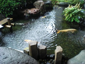 鯉はちょっと嬉しそう