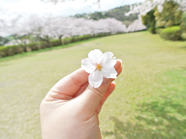 稲取高原の桜2016※落ちてたんです！むしったわけじゃありません