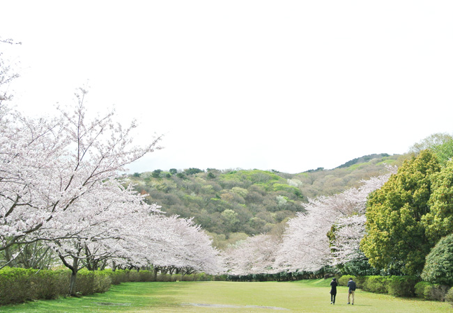 稲取高原の桜2016