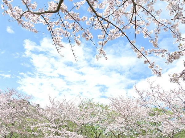 稲取高原の桜2016