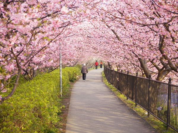 本日から♪河津桜まつり【2/10-3/10】【稲取銀水荘】