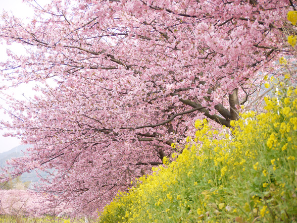 本日から♪河津桜まつり【2/10-3/10】【稲取銀水荘】