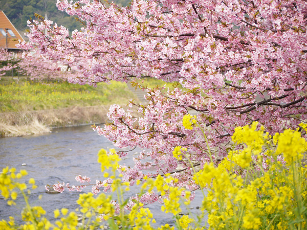 本日から♪河津桜まつり【2/10-3/10】【稲取銀水荘】