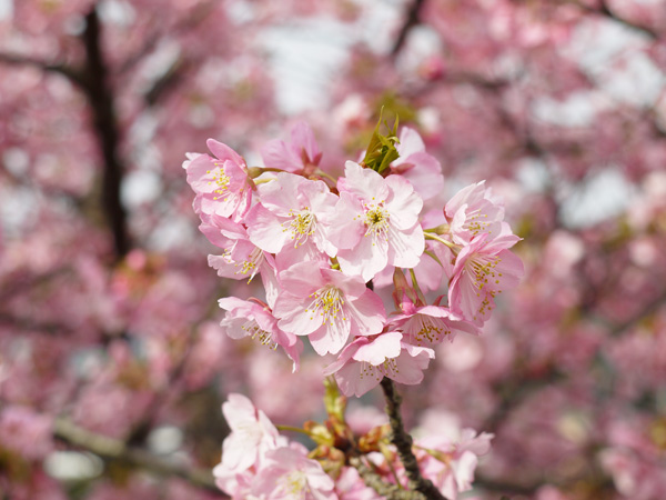 本日から♪河津桜まつり【2/10-3/10】【稲取銀水荘】