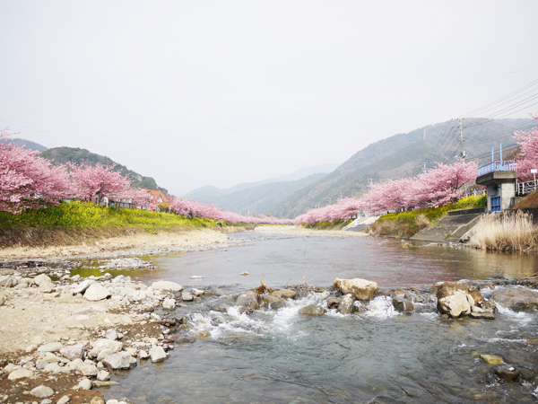 本日から♪河津桜まつり【2/10-3/10】【稲取銀水荘】