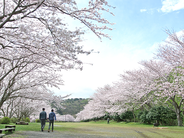 さあ、お山の春を楽しもう【稲取高原花見の宴】稲取銀水荘スタッフブログ