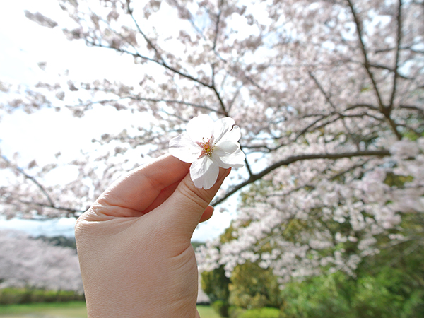 さあ、お山の春を楽しもう【稲取高原花見の宴】稲取銀水荘スタッフブログ