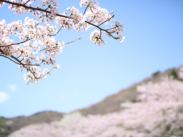 お山の桜が見ごろです【稲取高原の桜回廊】稲取銀水荘スタッフブログ