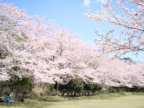 お山の桜が見ごろです【稲取高原の桜回廊】稲取銀水荘スタッフブログ