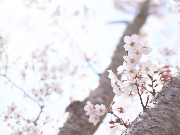 お山の桜が見ごろです【稲取高原の桜回廊】稲取銀水荘スタッフブログ