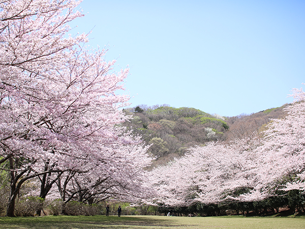 お山の桜が見ごろです【稲取高原の桜回廊】稲取銀水荘スタッフブログ