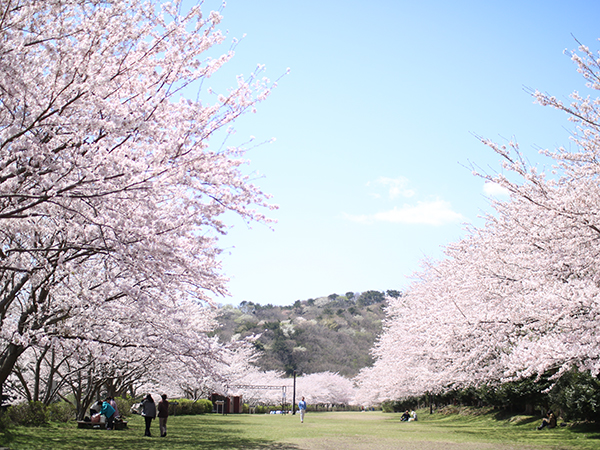 お山の桜が見ごろです【稲取高原の桜回廊】稲取銀水荘スタッフブログ