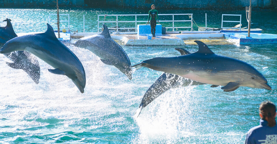 下田海中水族館のイメージ